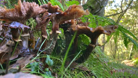 Gilled-Brown-Mushrooms,-Growing-On-Rotted-Tree-Stump,-Fall,-Spain