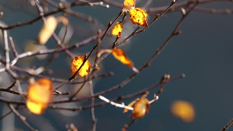 Birkenblätter-Herbstfärbung,-Gemäßigter-Regenwald,-Ariundle,-Hochland,-Schottland
