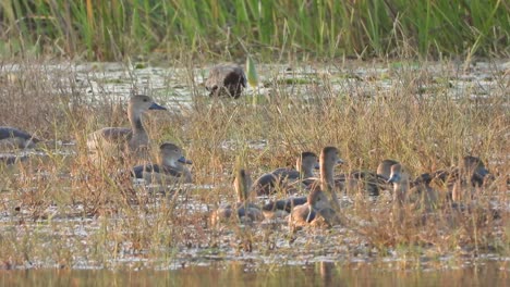 Whistling-ducks-eating-grass-in-pond-area-
