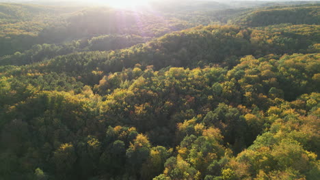 Schöne-Waldlandschaft-Mit-Gelben-Blättern,-Die-Durch-Sonnenlicht-Am-Himmel-In-Polen-Leuchten