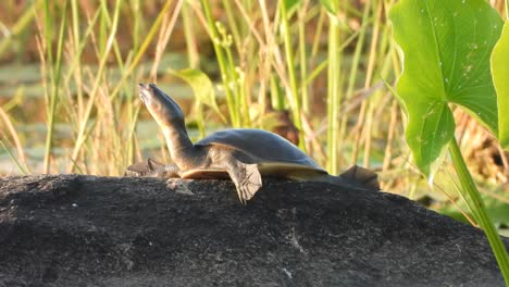 Tortoise-relaxing-in-rock--pond--sun-