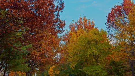Der-Herbstherbstwaldpark,-Der-Mit-Bäumen-Und-Gelb-rot-grünen-Blättern-Spaziert