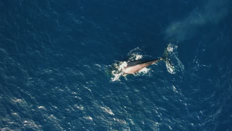 Aerial-view-of-a-sunlit-whale-spouting-and-diving-into-the-sea---overhead,-drone-shot