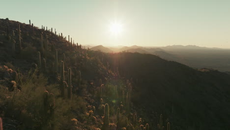 Low-flyover-above-Arizona-mountain-covered-in-variety-of-cactus-species-during-sunrise