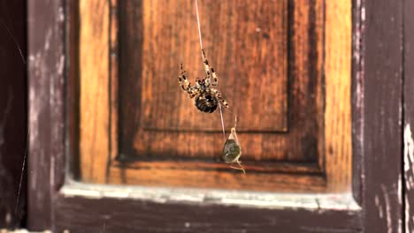 Spider-secures-prey-and-wraps-it-in-spider-web-before-killing-and-eating-it