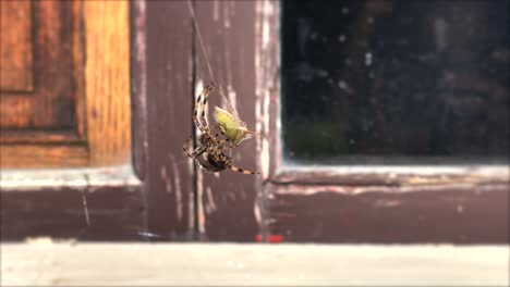 Spider-captures-prey-and-wraps-it-in-spider-web-before-killing-and-eating-it