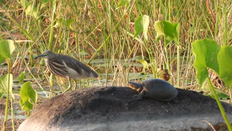 Heron-and-Tortoise-enjoying-on-water-