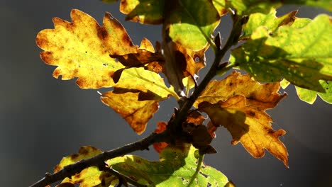 Eichenblätter-In-Herbstfarben,-Ariundle,-Schottisches-Hochland---Nahaufnahme