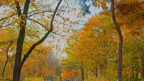 Schöner-Herbstwaldpark-Mit-Bäumen-Und-Gelbgrünen-Blättern