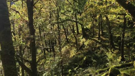 oak-woodland,-temperate-rainforest,-aerial-drone-tilt-up,-Ariundle,-Highlands,-Scotland
