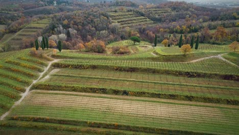 Aerial-Shot-Of-Vineyard-Saplings-On-High-Hill-In-Agriculture-Land,-Autumn-Season
