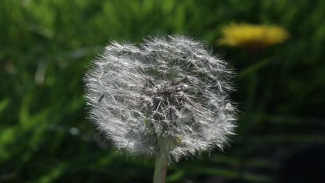 Closeup-of-Dandelion-seed-head.-England.-UK