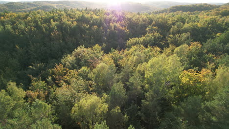 Aerial-low-angle-flying-over-green-deciduous-forest-treetops-against-sunlight-in-Witomino,-Gdynia,-Poland