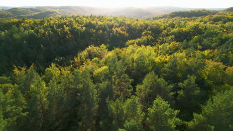 Nach-Unten-Kippen-Auf-Laubbäumen-Im-Idyllischen-Wald-Von-Witomino,-Gydnia-Polen