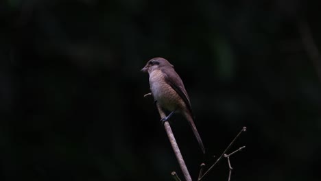 Facing-to-the-left-then-hops-around-to-show-its-back-while-perched-on-a-bamboo-twig,-Brown-Shrike-Lanius-cristatus,-Philippines