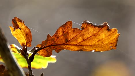 close-up-of-oak-leaf,-autumn,-temperate-rainforest,-Ariundle,-Highlands,-Scotland