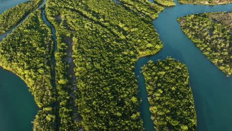 Drone-flight-over-lush-green-mangrove-forest-in-Jericoacoara,-Brazil