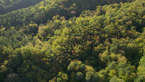 Drone-flight-over-overgrown-forest-trees-on-mountain-lighting-in-sun---Beautiful-nature-outdoors-in-summer