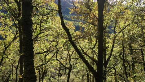 oak-woodland,-temperate-rainforest,-aerial-drone-shot,-Ariundle,-Highlands,-Scotland