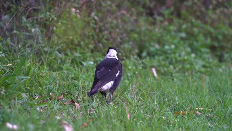 Australian-magpie,-gymnorhina-tibicen-with-black-and-white-plumage,-foraging-and-pecking-on-the-grassy-ground,-wondering-around-its-surrounding-environment-in-daytime