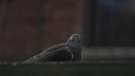 Lone-New-York-Pigeon-Cleaning-Its-Feathers-With-Bokeh-Background