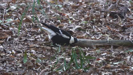 Swooping-bird,-australian-magpie,-gymnorhina-tibicen-with-black-and-white-plumage,-foraging-and-pecking-on-the-ground-in-its-natural-habitat,-wondering-around-surrounding-environment-in-springtime