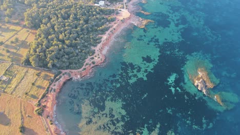 beautiful-aerial-beach-view-along-farmland-in-Pou-D'es-Lleo,-Ibiza