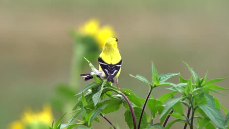 An-alert-American-goldfinch-perched-on-a-small-bush-looking-around