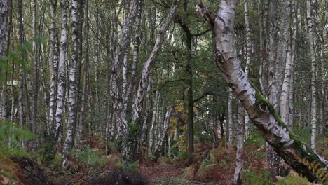 Silver-Birch-woodland-in-Autumn