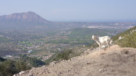 Lone-White-Goat-Standing-On-Hillside-Overlooking-Landscape-On-Sunny-Day