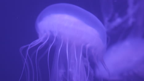 Purple-Jellyfish-Floating-Through-Water.-Close-Up