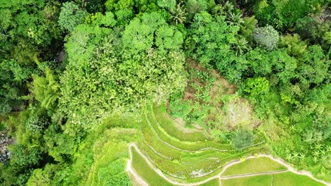 Overhead-Drohnenvideo-Von-Tropischen-Reisfeldern-Mit-Bäumen-Und-Felsigem-Fluss