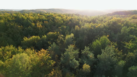 Baumkronen-In-Den-Waldbergen-In-Der-Nähe-Von-Witomino,-Gydnia,-Polen