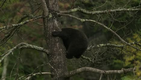dark-cinnamon-bear-cub-climbing-down-tree-slomo
