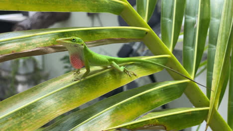 Small-Green-Anole-lizard-Perched-On-Palm-Leaf