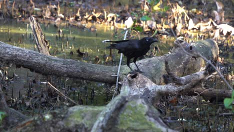 Static-close-up-shot-of-a-wild-australian-raven,-corvus-coronoides-spotted-pecking-on-dead-wood-in-a-deserted-mangrove-wetland-environment,-Wynnum,-Queensland
