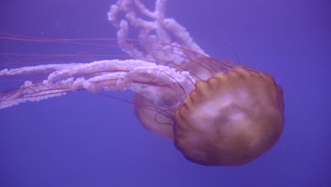 Medusas-Nadando-Suavemente-A-Través-Del-Agua-Con-Fondo-Morado