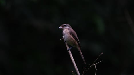 Perched-diagonally-while-exposing-its-side-facing-to-the-left-as-it-looks-around,-Brown-Shrike-Lanius-cristatus,-Philippines