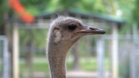 A-closeup-of-an-ostrich-head-as-it-blinks-its-eyes-and-swallows
