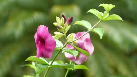 Flor-De-Hibisco-Rosa-Púrpura-Y-Verde-Durante-La-Primavera-En-La-Gran-Isla-Tropical-De-Hawaii