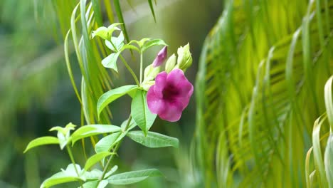 Rosa-Lila-Tropische-Hibiskusblüte,-Die-Auf-Hellgrüner-Vollsonniger-Pflanze-Wächst