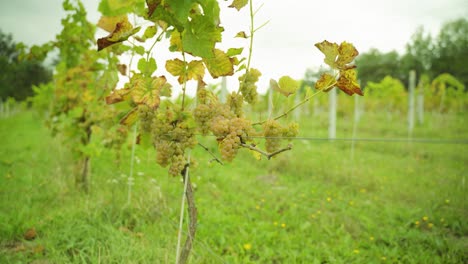 Grapevine-bushes-with-a-close-shot-of-the-green-grapes-at-the-winery-farm-on-a-sunny-day