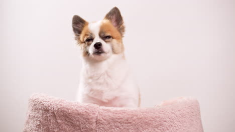 Chihuahua-purebred-dog-detail-on-a-neutral-background-with-copy-space