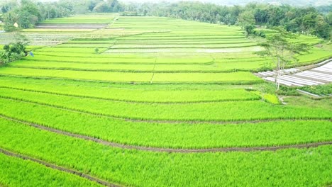 Reveal-drone-shot-of-green-tropical-rice-field