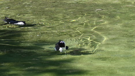 Zwei-Pinguine-Schwimmen-In-Grünem-Wasser-In-Einem-Zoo-In-Frankreich