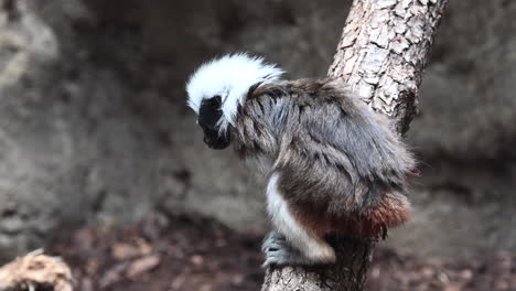 a-small-monkey-with-white-fur-on-the-head-is-on-a-branch-and-looking-around-him