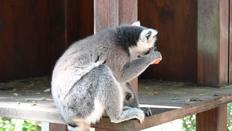 Ein-Lemur-Sitzt-Und-Isst-Eine-Karotte-In-Einem-Zoo-In-Einem-Holzunterstand