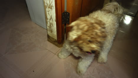 Brauner-Kleiner-Hund,-Der-Entspannt-Auf-Dem-Boden-Steht-Und-Sein-Herrchen-Beobachtet
