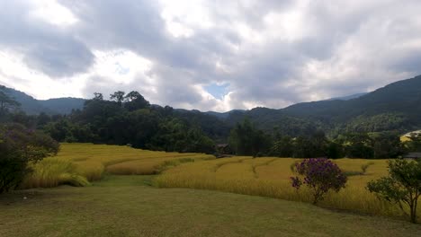 Ripe-golden-rice-fields-with-mountains-and-clouds-in-distance