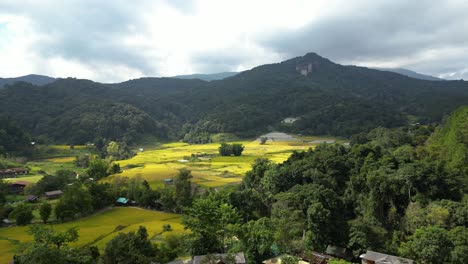 Beautiful-golden-rice-fields-in-nature-with-mountain-backdrop